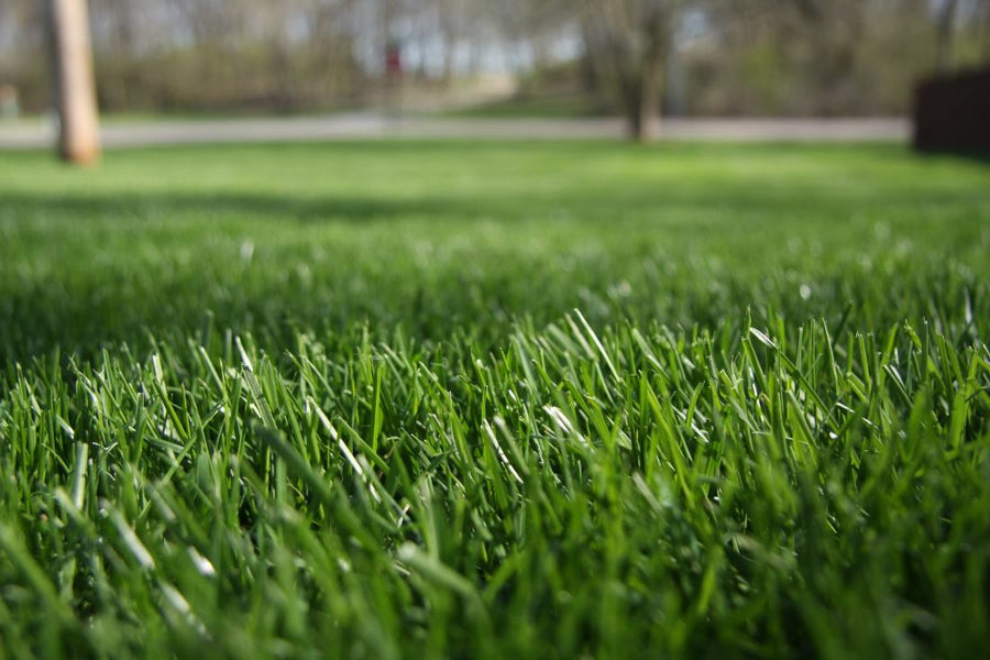 Too High or Too Low? The Best Mowing Height for Spring