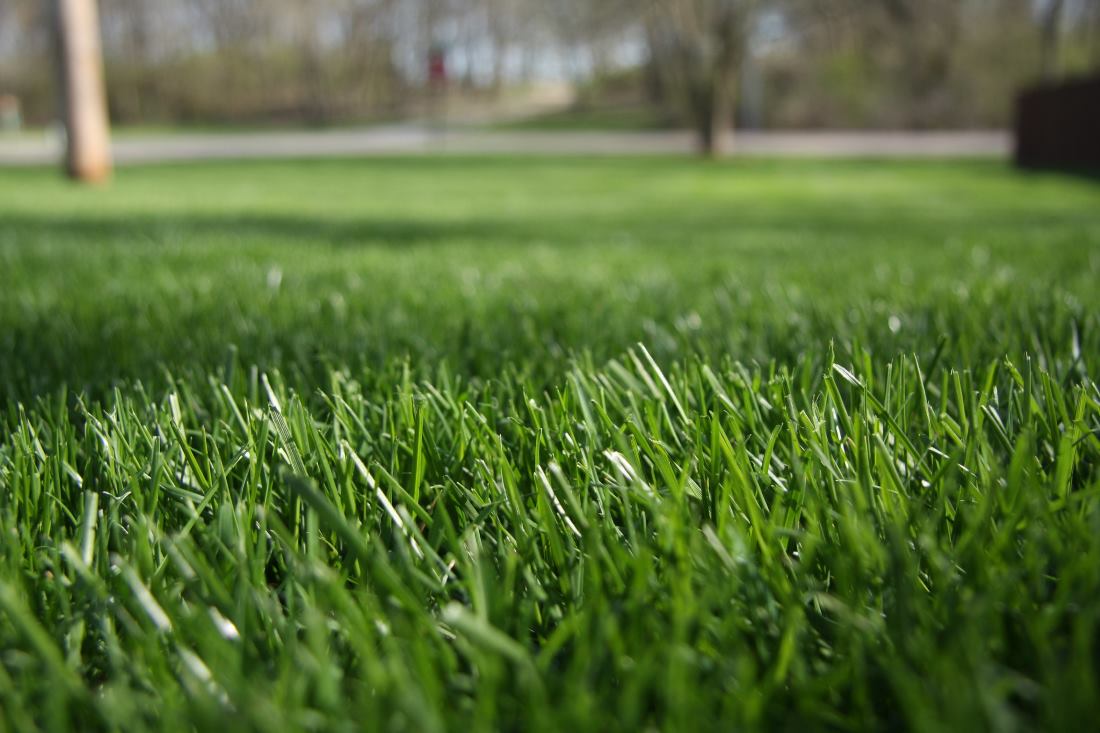 grass-mowing-height-spring-lawn-care