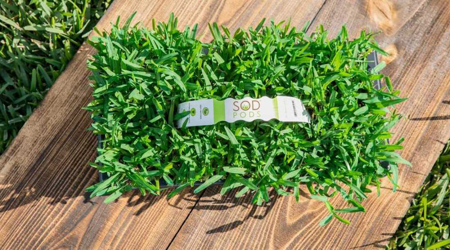 Grass Plugs for Renters: Affordable, Easy, Lease-Friendly
