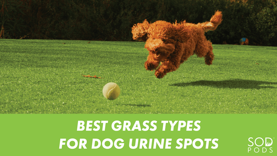 5 Best Grass Types for Dog Urine Spots