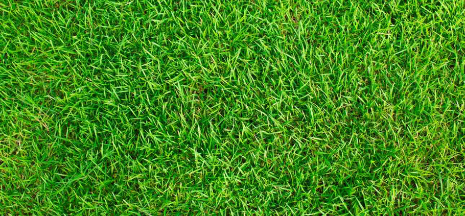 Homeowner's Guide to Aerating a Lawn