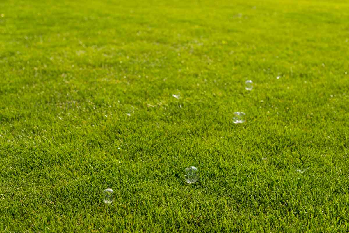 heat-stress-lawn-signs-and-recovery-tips