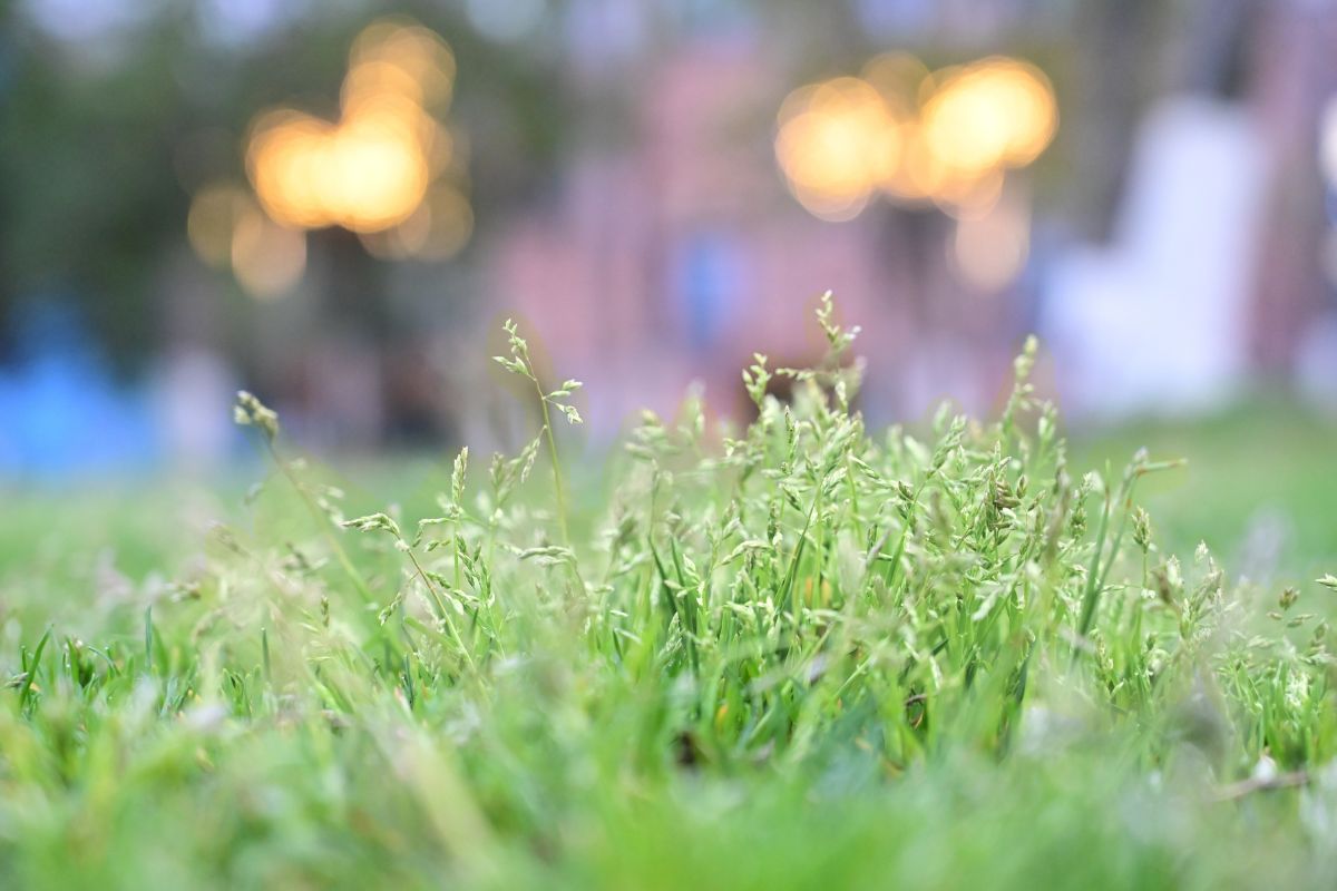 hidden-weeds-on-lawn