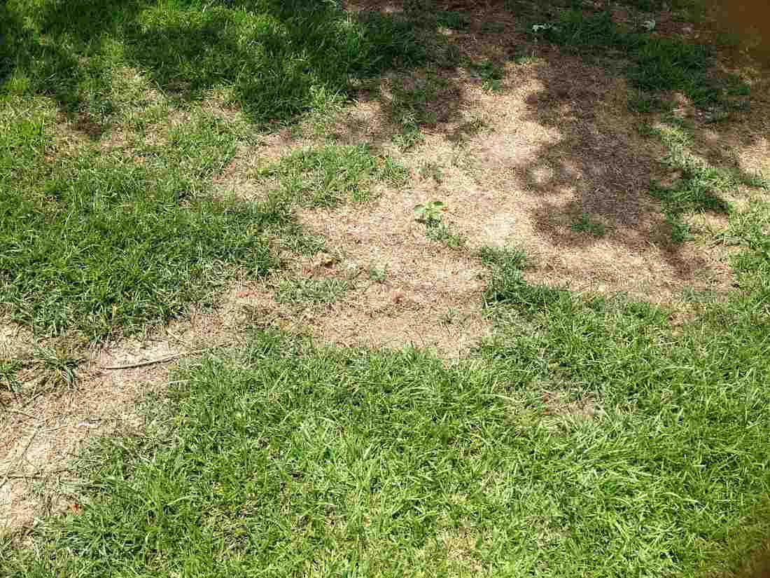 how-salt-damages-grass
