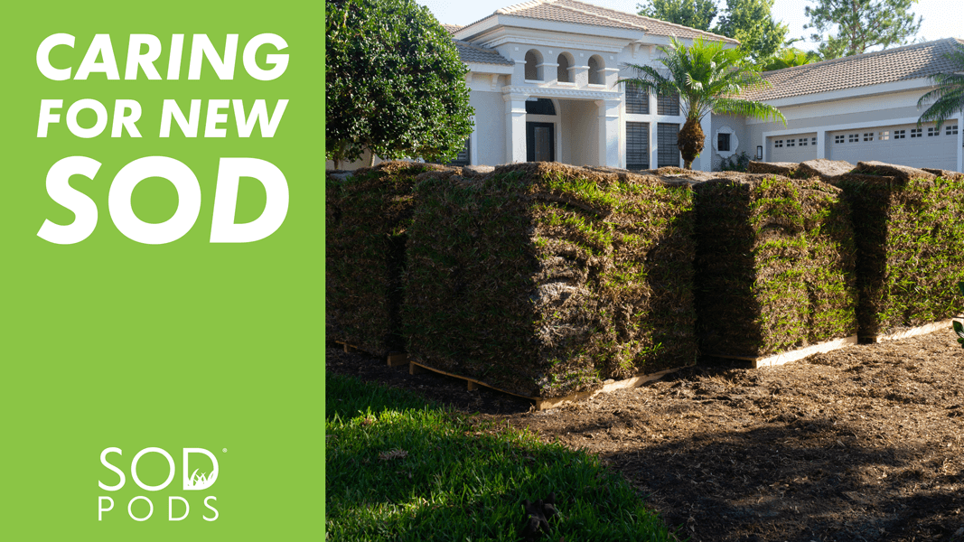 how to care for new sod
