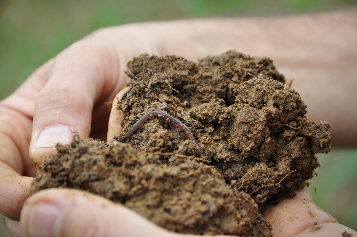 how-to-choose-the-right-soil-for-your-lawn