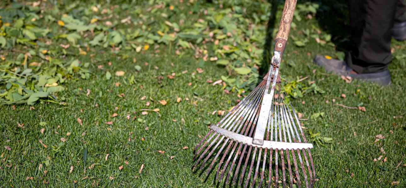 how-to-dethatch-lawn