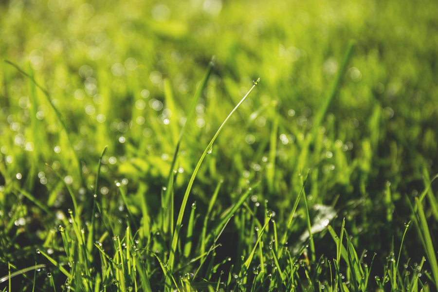 Lawn Rescue: How to Fix Flooded Grass