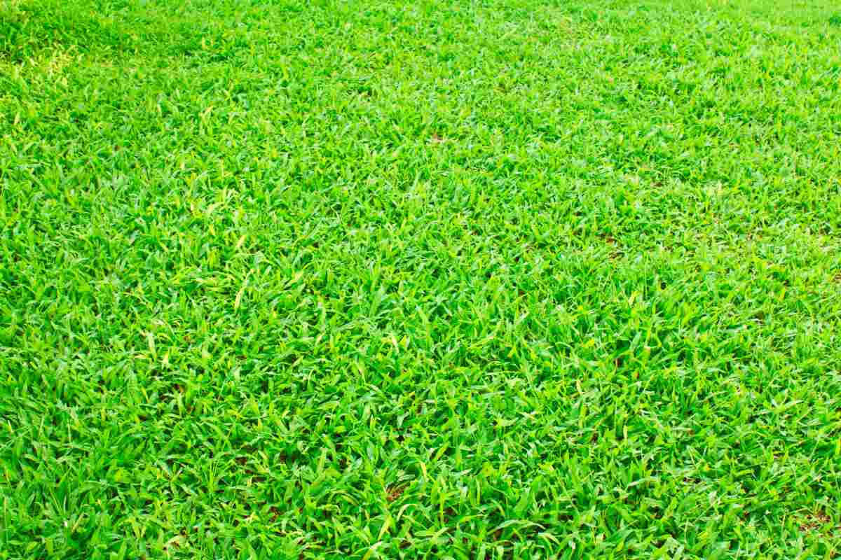 how-to-fix-heat-stressed-lawn
