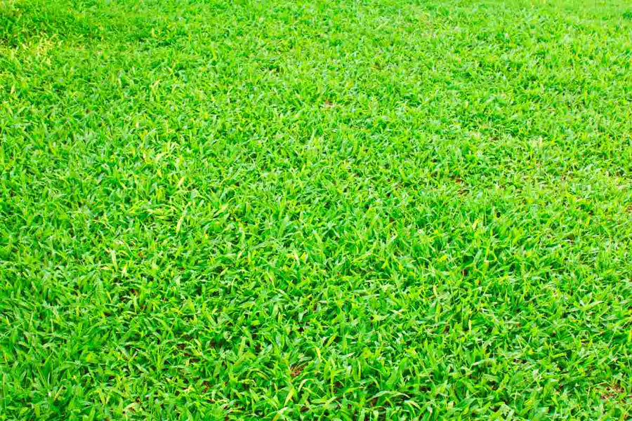 Can a Dry, Stressed Lawn Recover?