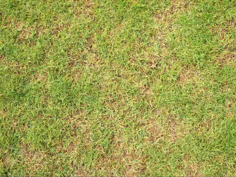 Grass Looking Thin? Tips to Thicken Your Lawn in Summer