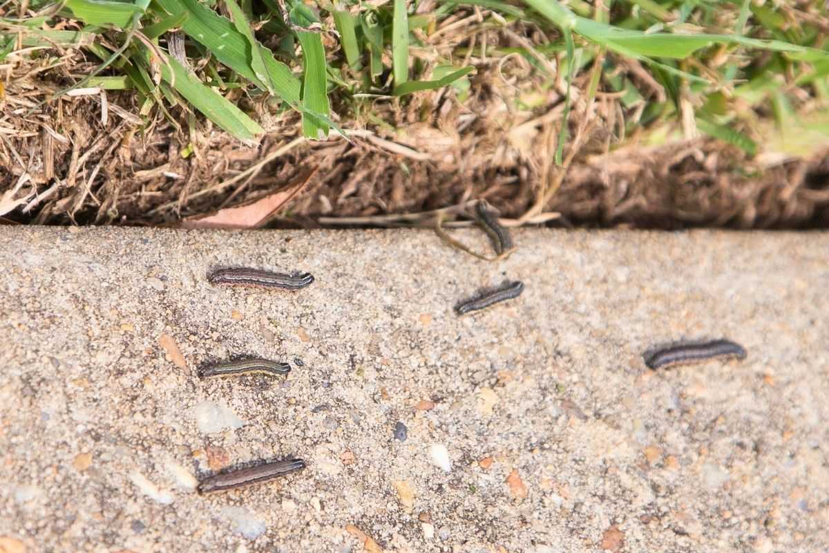 How to Get Rid of Army Worms in Your Lawn (Fast & Effectively)