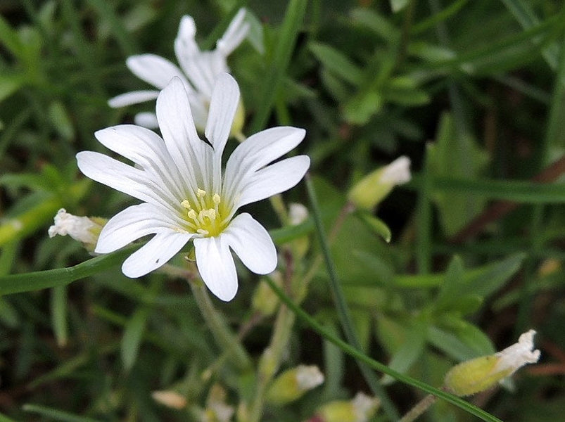 Chickweed Troubles? Here's How to Remove It