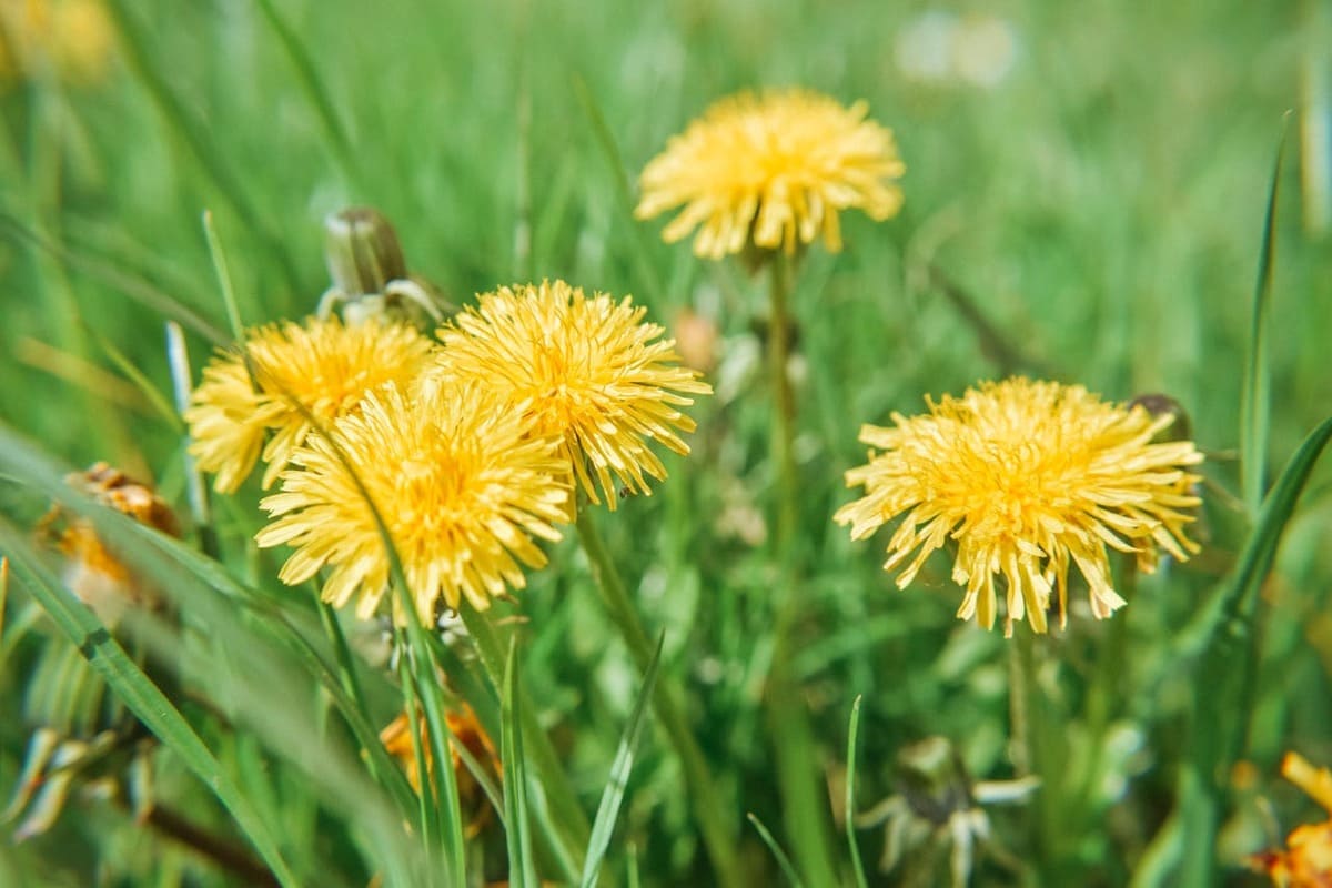 how-to-get-rid-of-dandelions