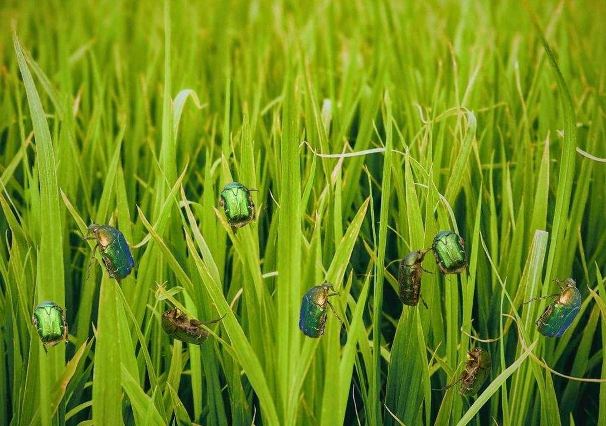 how-to-get-rid-of-june-bugs-on-lawn