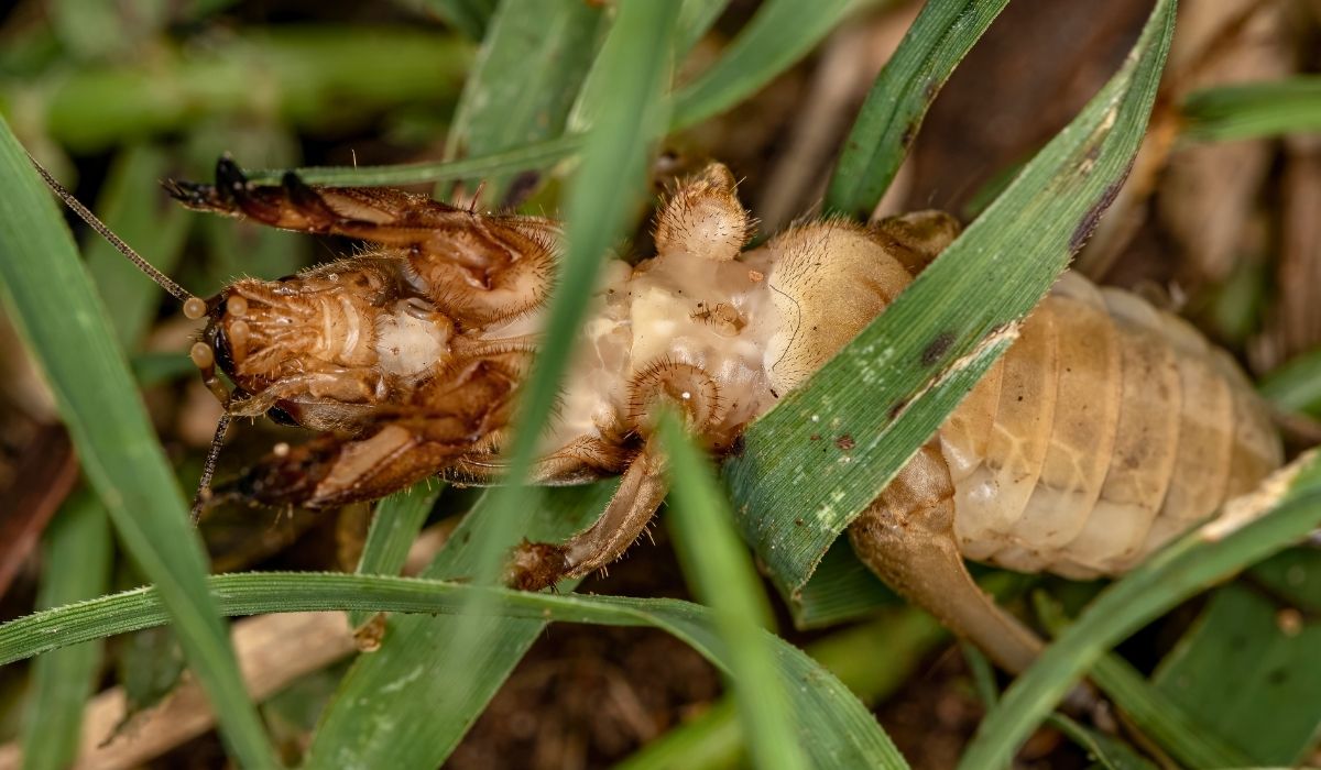 how-to-get-rid-of-mole-crickets