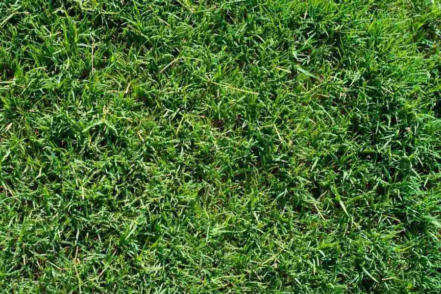 Expert Guide to Keeping Bermudagrass Green Longer in Fall