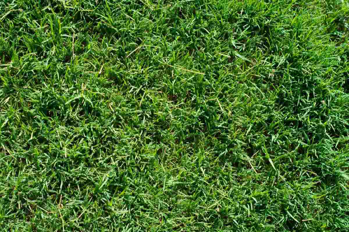 how-to-keep-bermuda-grass-green-longer