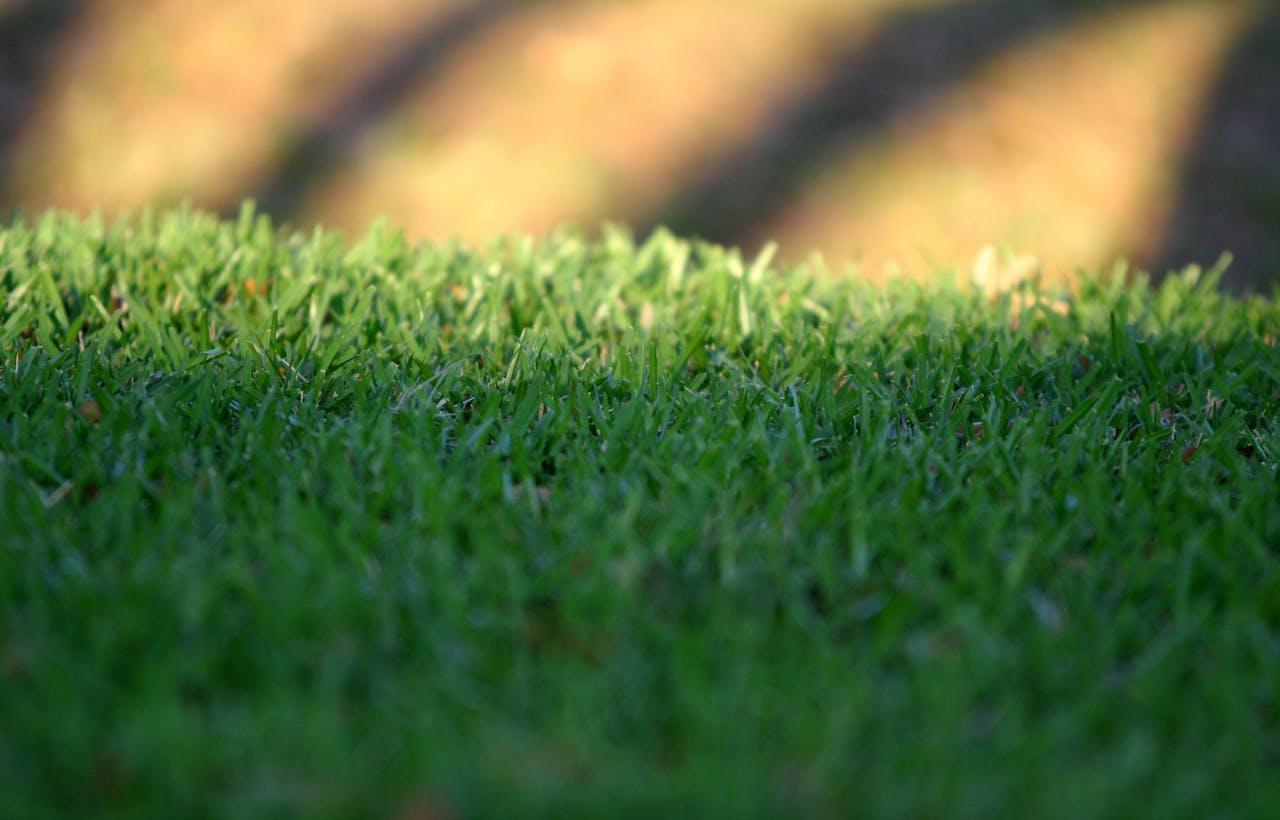 how-to-keep-lawn-lush-through-the-dry-season