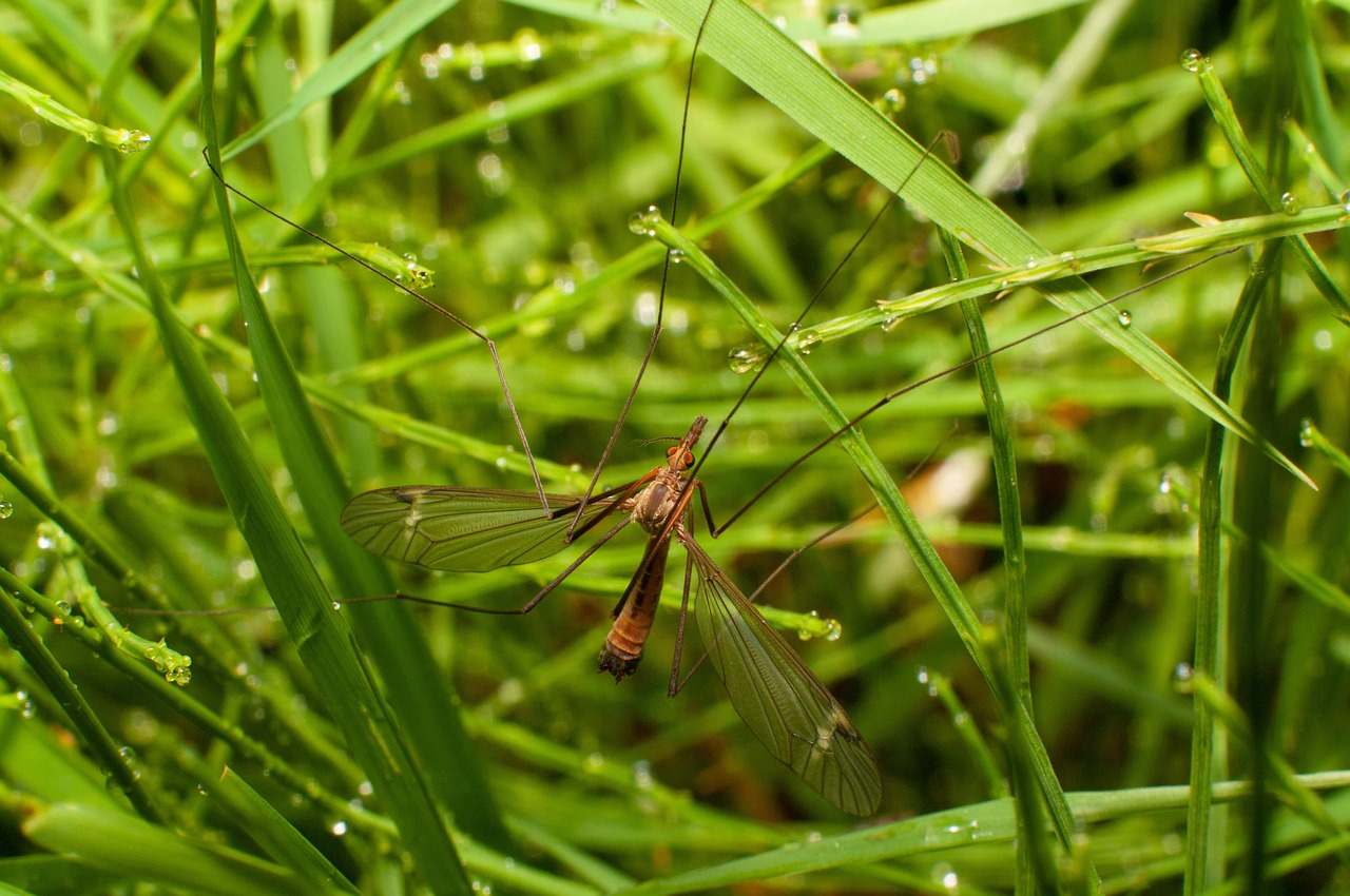 how-to-keep-mosquitoes-away-from-yard