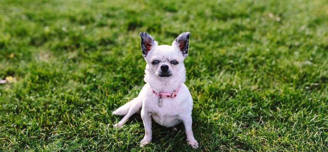 how-to-keep-ticks-away-from-lawn