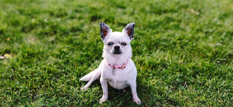 Summer Lawn Care to Keep Ticks—and Trouble—Away