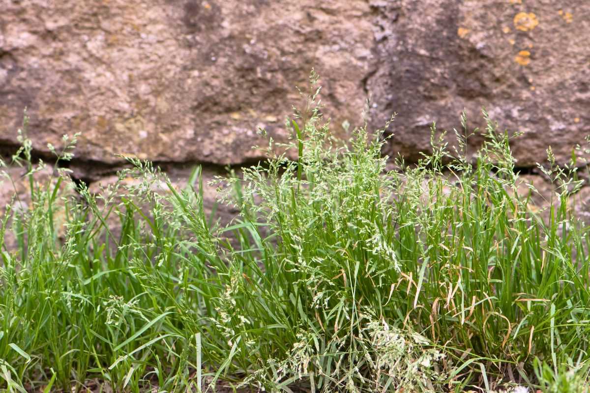 how-to-kill-poa-annua-in-lawn