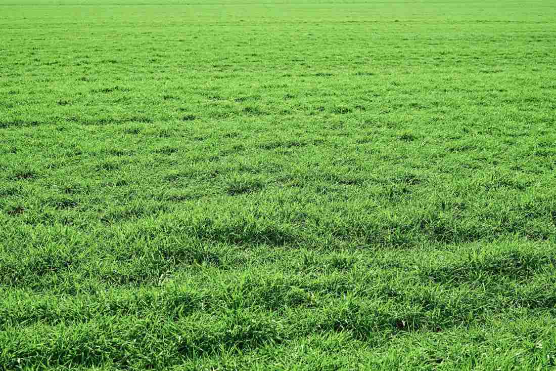 how-to-level-uneven-lawn