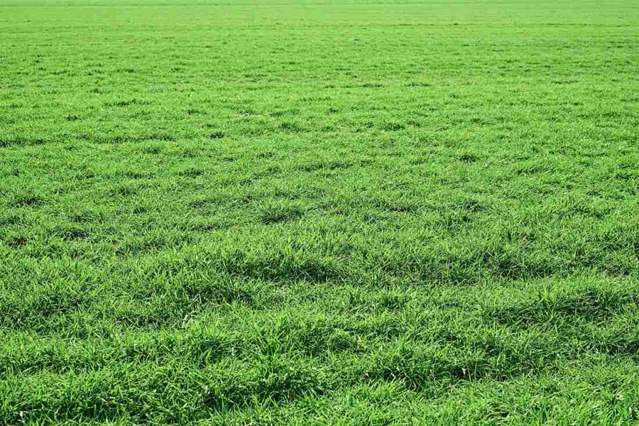How to Level Uneven Lawn Without Killing Grass