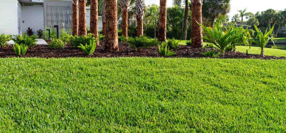 How to Plant St. Augustine Grass Plugs