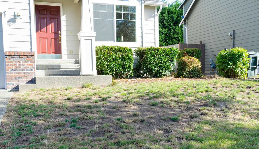 How to Protect New Grass Plugs from Heavy Rain or Storms
