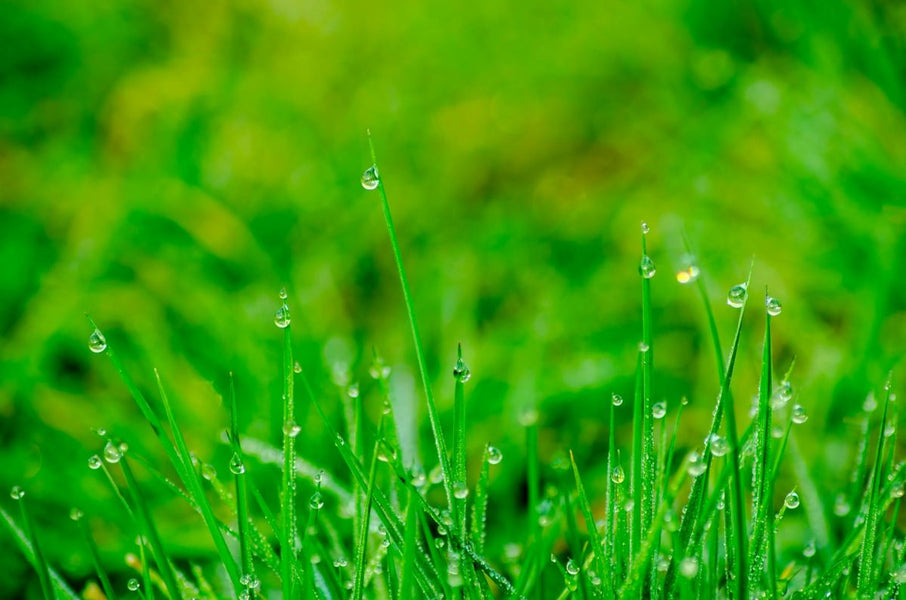 How to Prepare Your Lawn for Water Restrictions