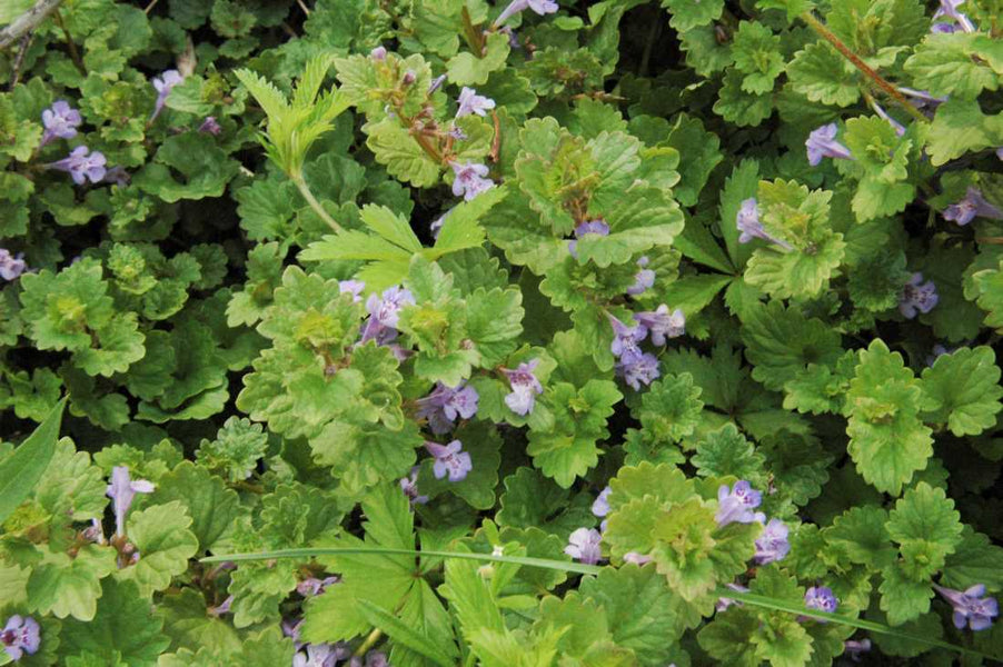 How to Prevent Weeds from Taking Over Your Lawn in Early Spring