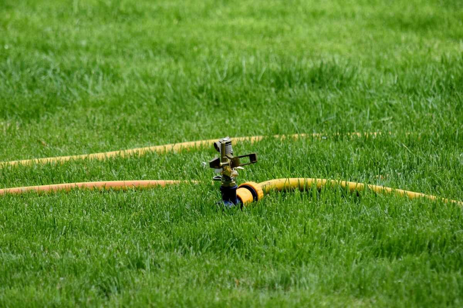 Overwatered Your Lawn? How to Help Your Grass Plugs Recover