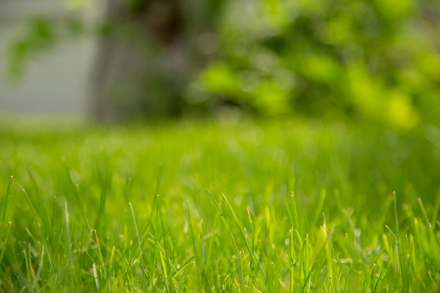 How to Protect Your Lawn from Flooding and Heavy Rain Damage