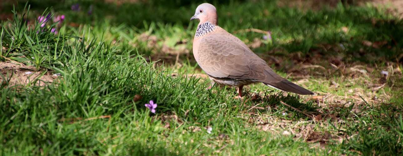 how-to-repair-damaged-lawn