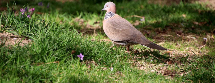 How to Revive a Damaged Lawn