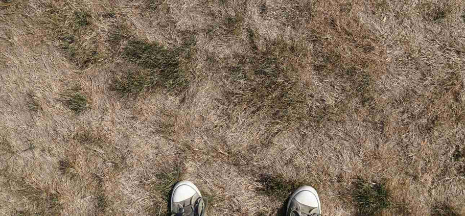 How to Repair Patches of Dead Grass with Grass Plugs