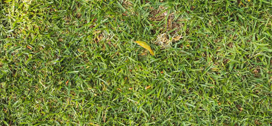 How to Restore Lawn After Dethatching