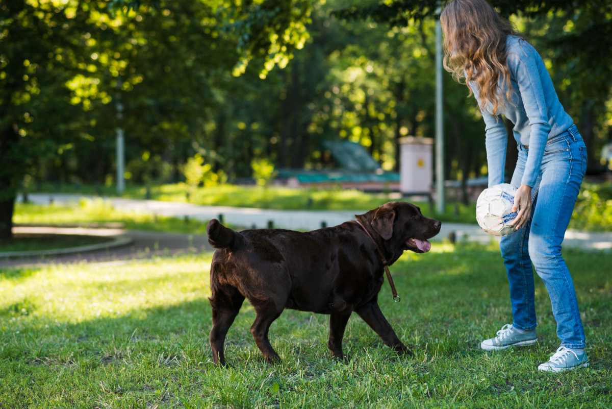 how-to-stop-dog-from-damaging-grass