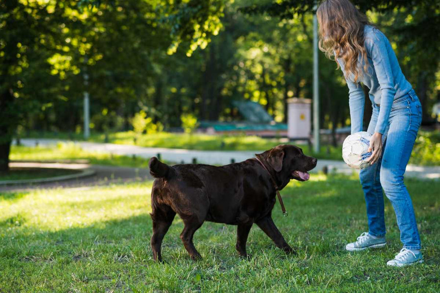 How to Stop Dog From Damaging Your Grass