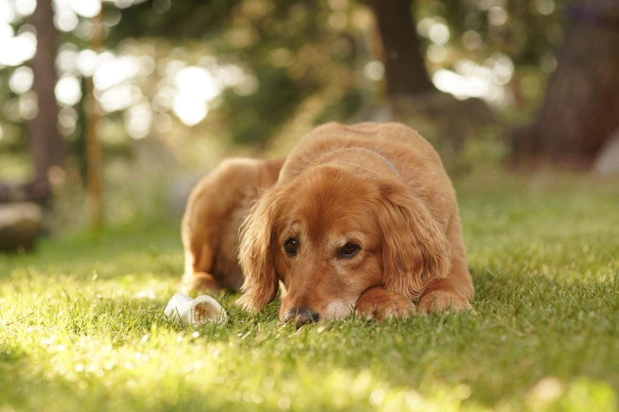 How to Keep Dogs From Digging Your Yard