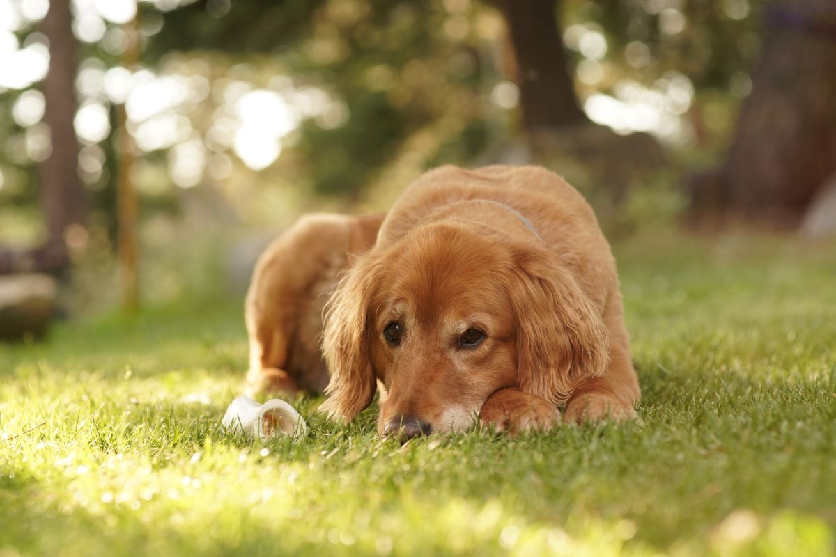 how-to-stop-dog-from-digging-up-grass