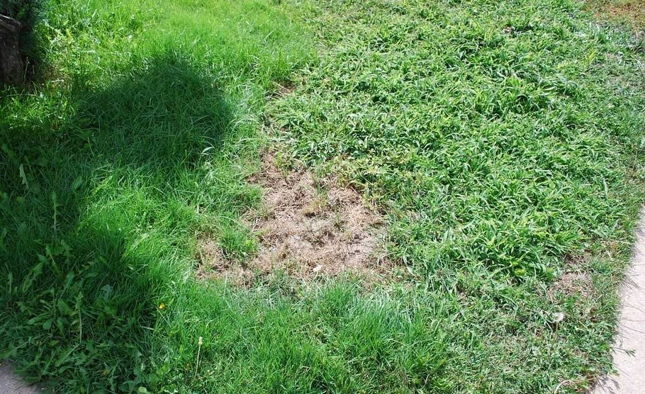 Using Grass Plugs to Transition Out of Weedy Lawns