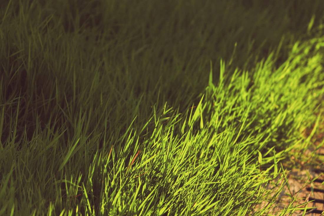 how-to-use-grass-plug-to-test-shade-tolerance