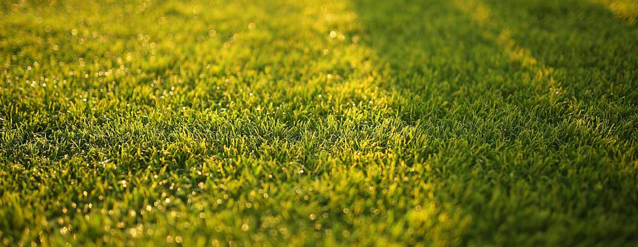 how-to-use-grass-plug-tool