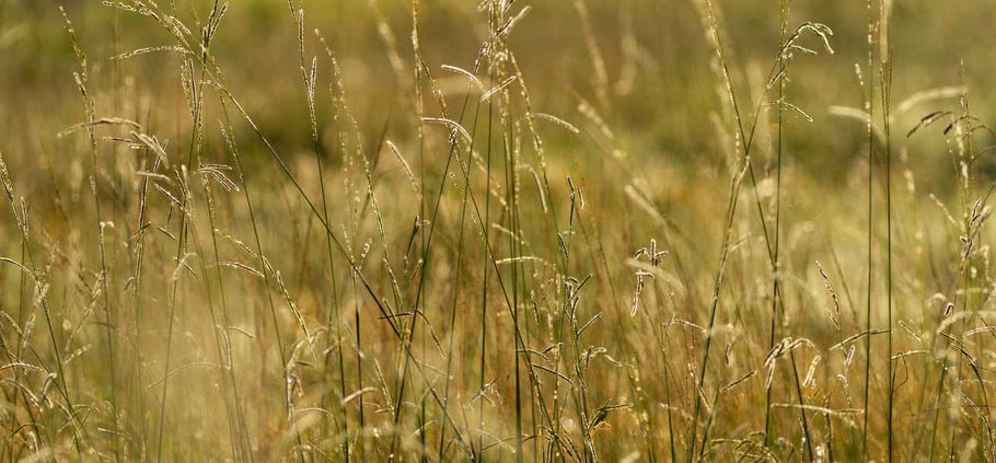 How to Winterize Your Lawn