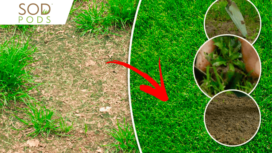 How to Fix Patchy Grass and Bare Spots in Your Lawn