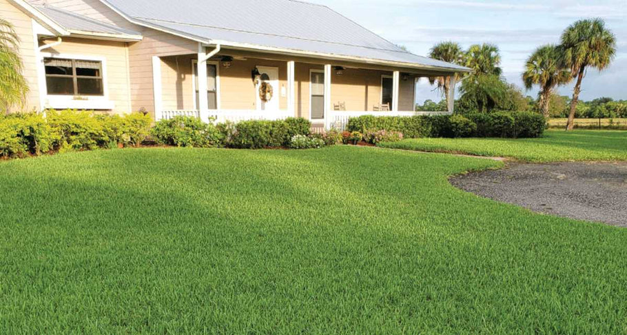 Healthier Lawn, Less Waste? Try Grass Plugs