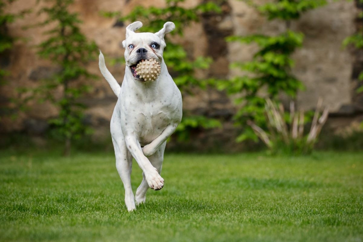 is-bermuda-grass-dog-friendly